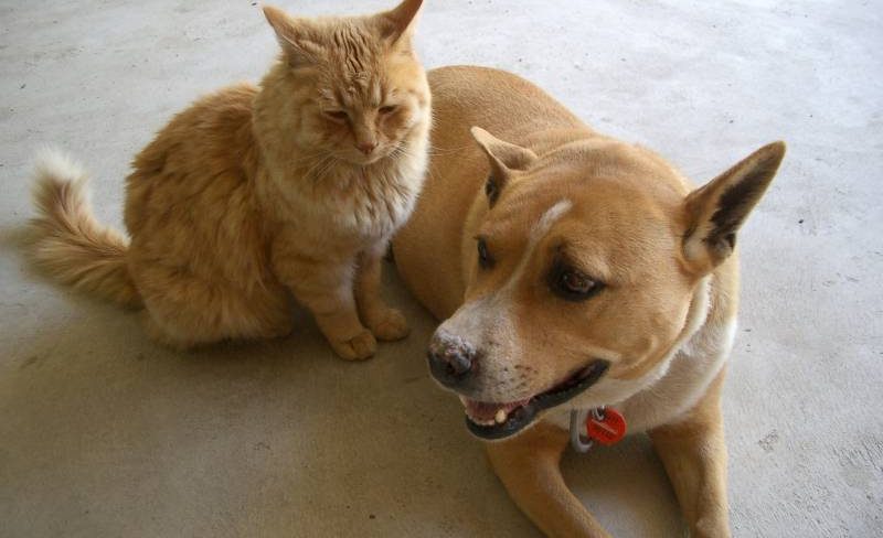 Power of Attorney Lawyer - Dog and Cat